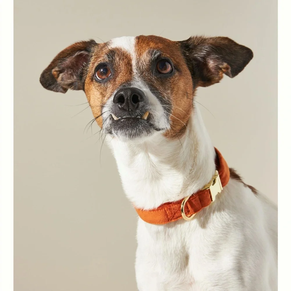 New🌟The Foggy Dog Pumpkin Velvet Collar